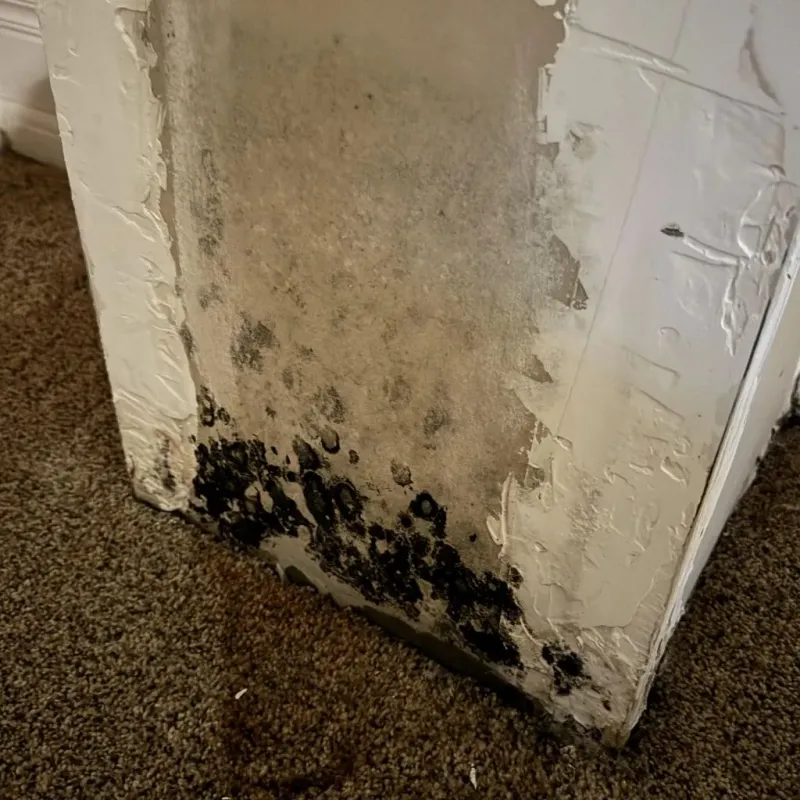 Professional Mold Removal in Chilton County, AL